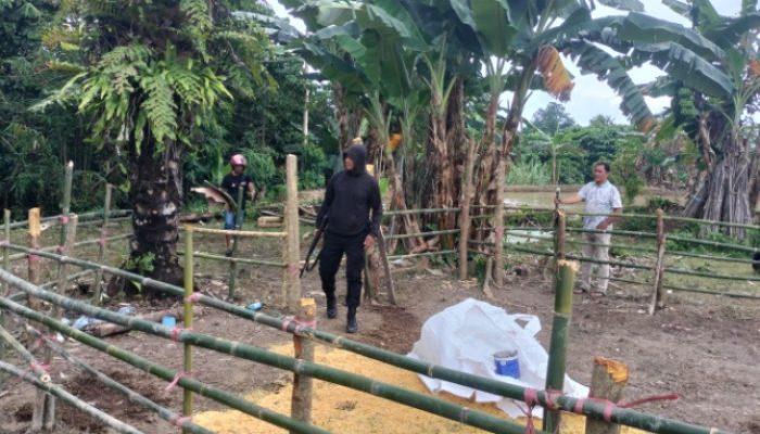 Polisi Bongkar Arena Sabung Ayam, Kapolres Palopo : Tidak Ada Toleransi untuk Judi Ilegal